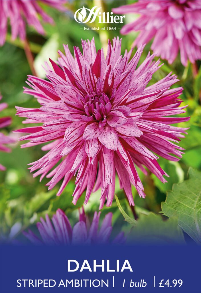 Dahlia Striped Ambition Bulbs 8718641998861 2